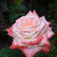 Helen_3