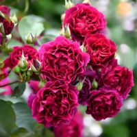 Odissey_1