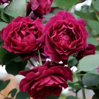 Odissey_4