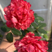 Creator: Gd-Jpeg V1.0 (Using Ijg Jpeg V80), Default Quality