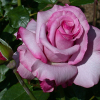 Barbara-Strejzand_1