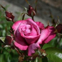 Barbara-Strejzand_3