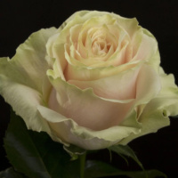 Pink-Mondial_1