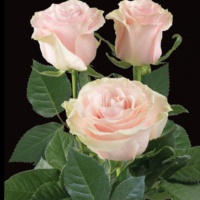 Pink-Mondial_2