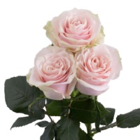 Pink-Mondial_3