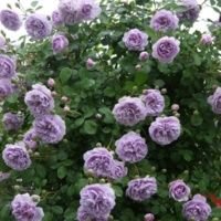 Rainy_Blue_3