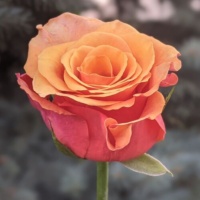Espana_3