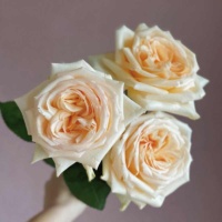 Princessa-Majya_2