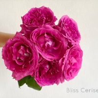 Bliss_Ceris_3