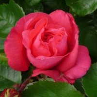 Cherri-O_3