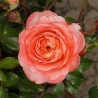Feniks_4