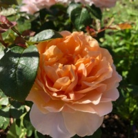 Floriana_1