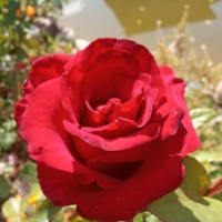 Fridom_3