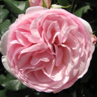 Gartentraume_2