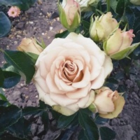 Gipnoz_3