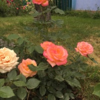 Ibica_3