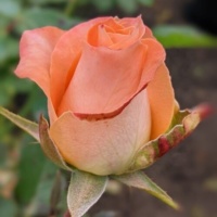Kolandra_2