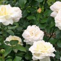 La-Perla_2