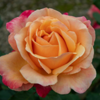 Lolita_1
