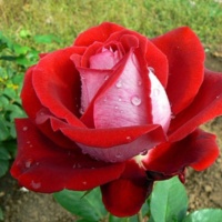 Lyuksor_2