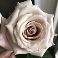 Menta_1