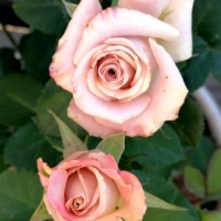 Menta_4