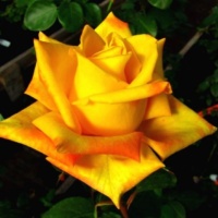Mohana
