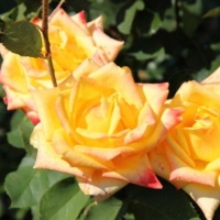 Mohana_1