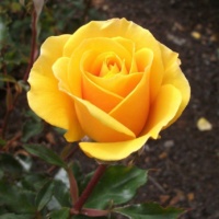 Mohana_2