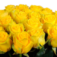 Mohana_3