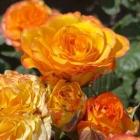 Pompon_Flir