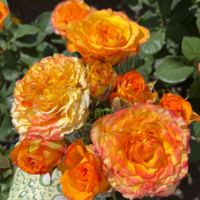 Pompon_Fril_2