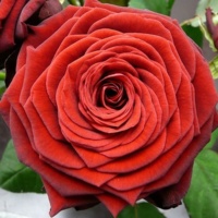 Red-Naomi