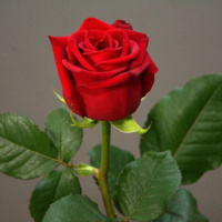 Red-Naomi_1