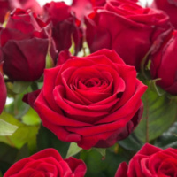 Red-Naomi_2