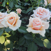 Royal-Parks_1