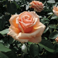 Royal-Parks_2