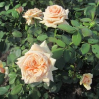 Royal-Parks_3