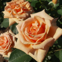 Royal-Parks_4