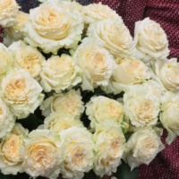 Sammer-Rouz