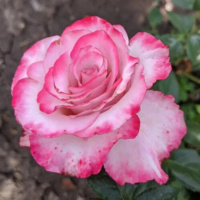 Svit-Berri_1