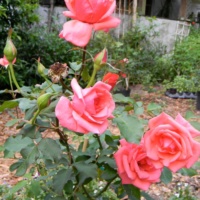Syuzanna-Tamaro_4