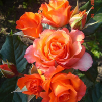 Verano_1