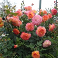 Gartenshpass-1 (1)