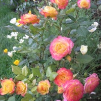 Gartenshpass-1