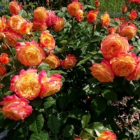 Gartenshpass (1)