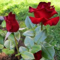 Lavli-Red (1)