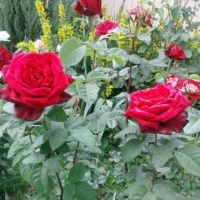 Lavli-Red-1
