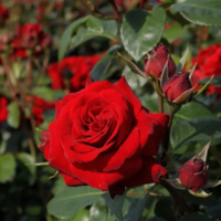 Lavli-Red-2