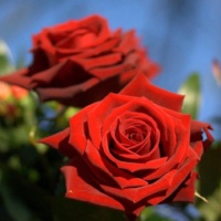 Lavli-Red